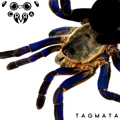 OCTO CRURA - Tagmata